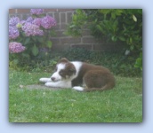 juli 2004